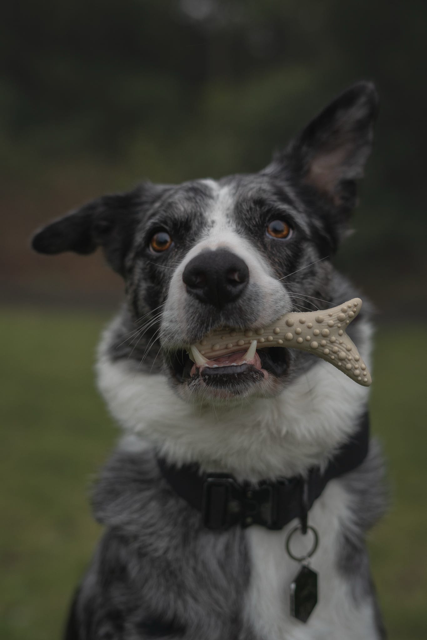 Peanut butter antlers
