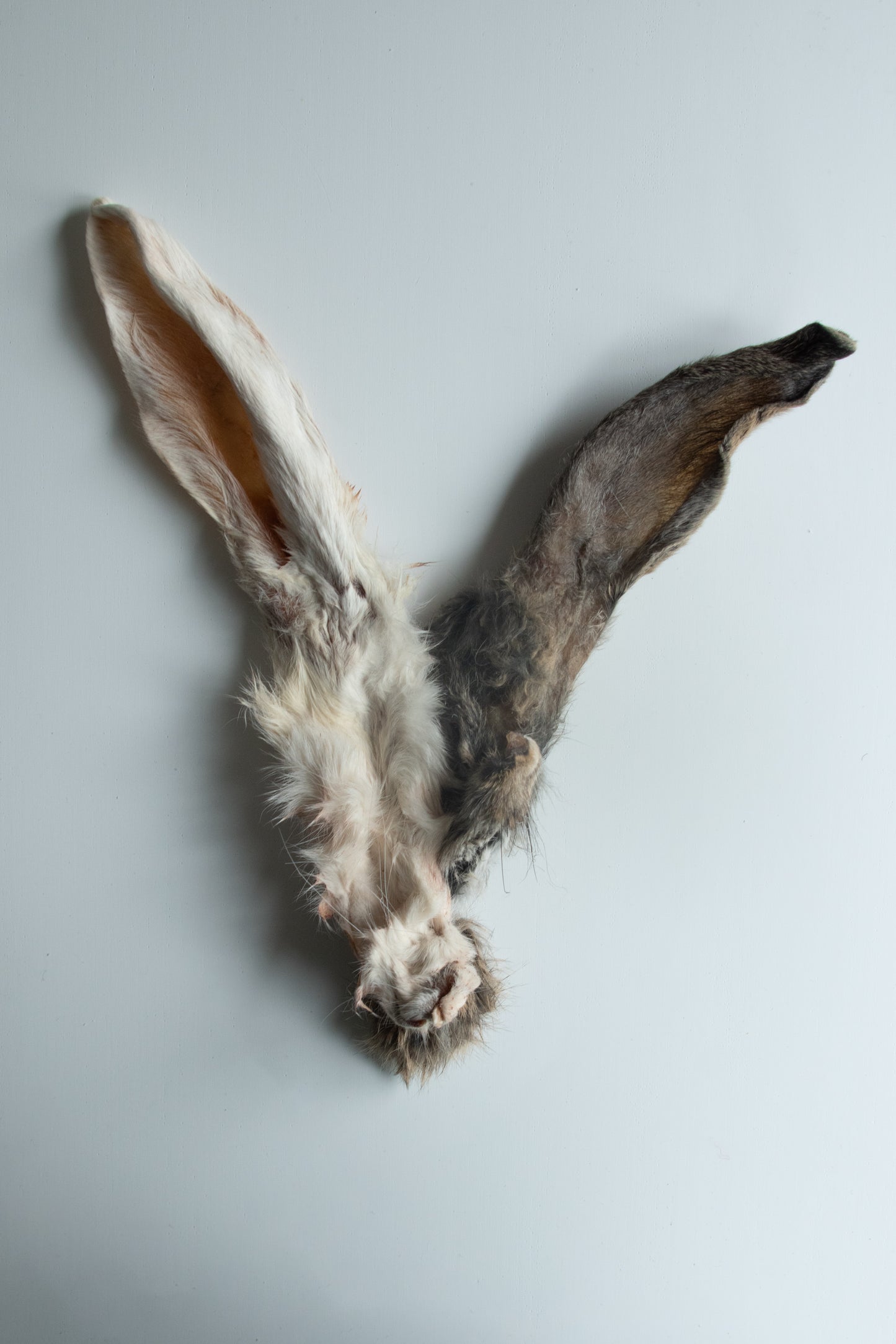 Rabbit ears with hair