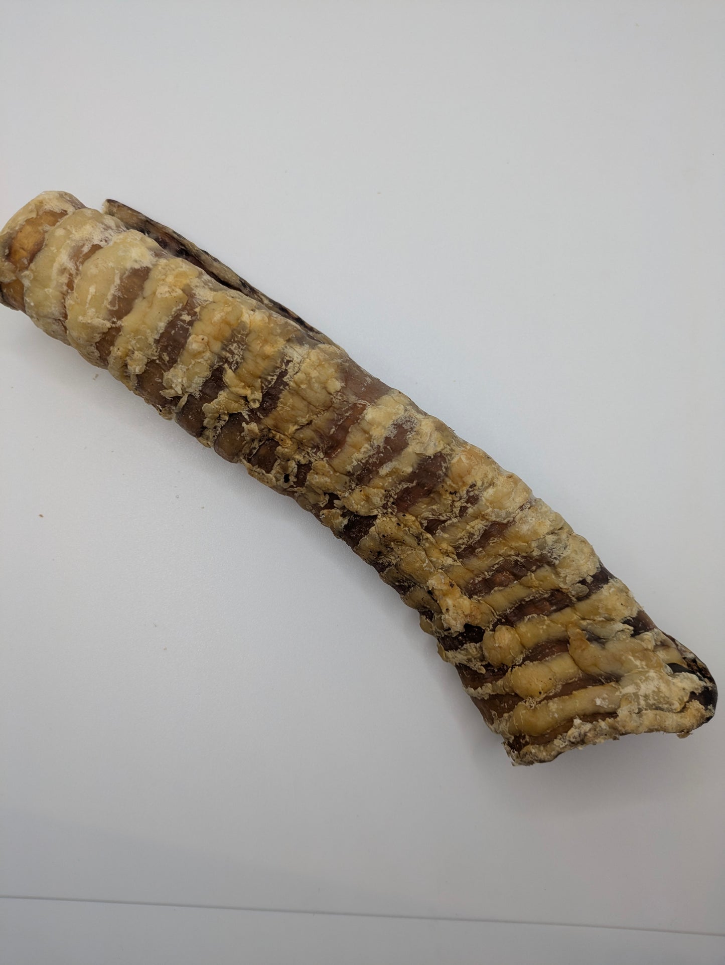 Beef Trachea