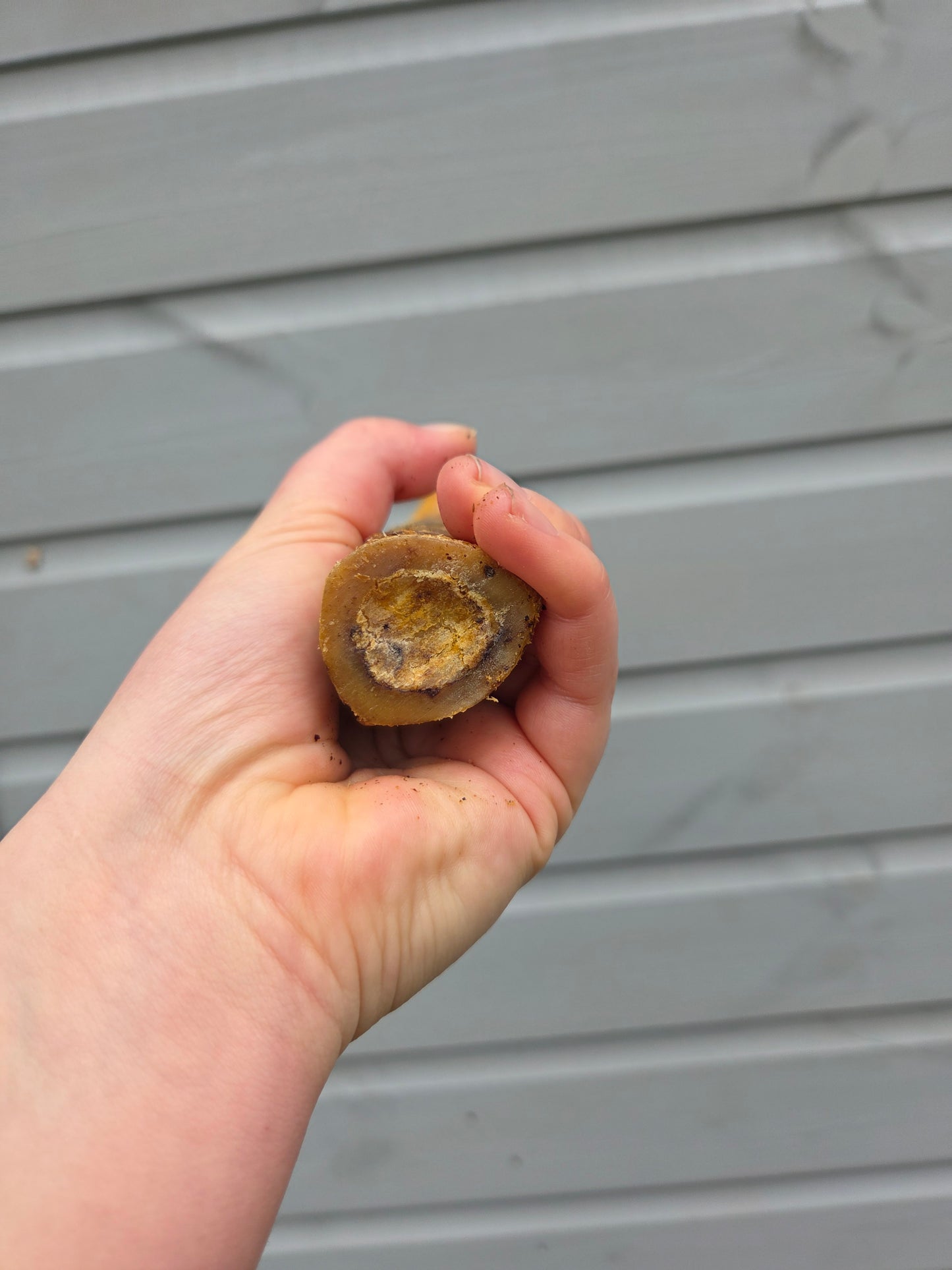 Ostrich Metatarus Bone