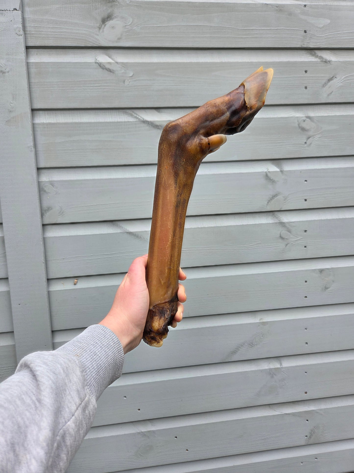 XL Deer Leg