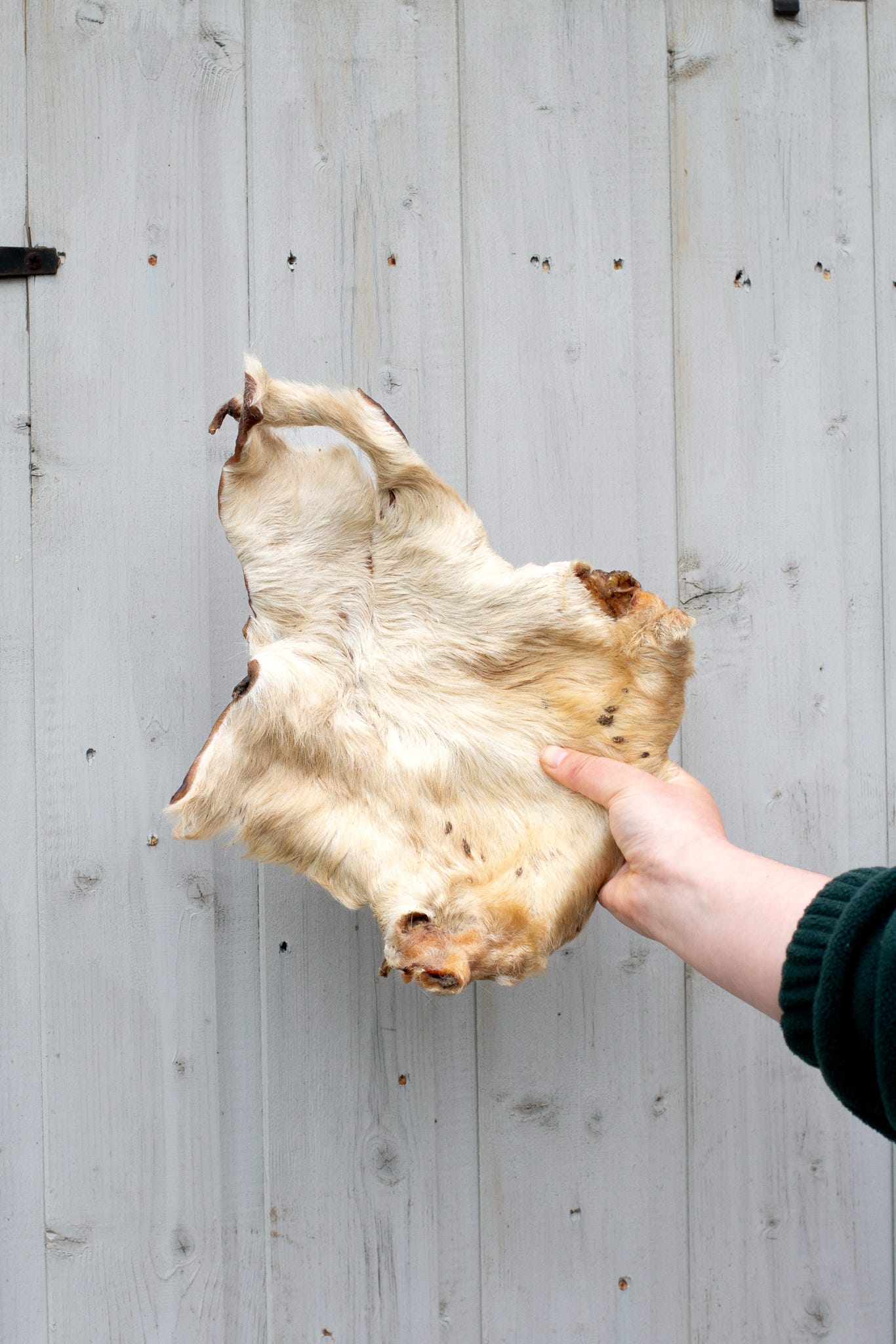 XL Beef Skin with hair