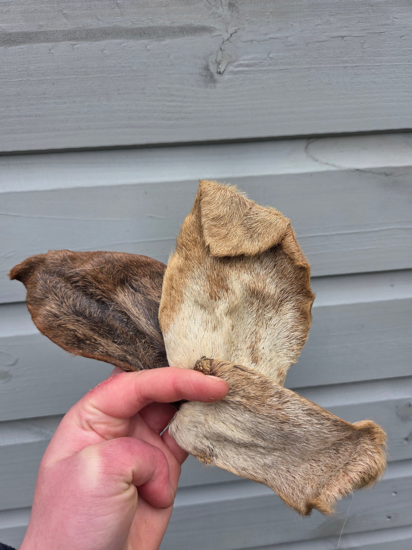Goat Ear with Fur