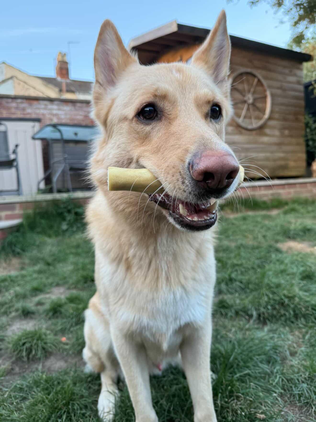 Jumbo Beef Tail – Natural Long Lasting Dog Treat