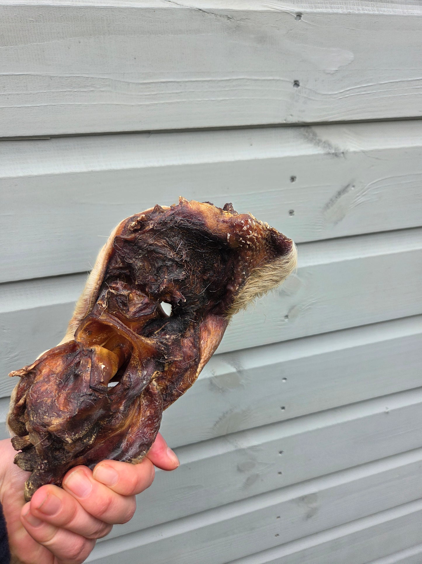 Cow Nose with Fur