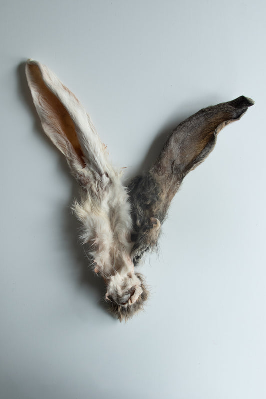 Rabbit ears with hair
