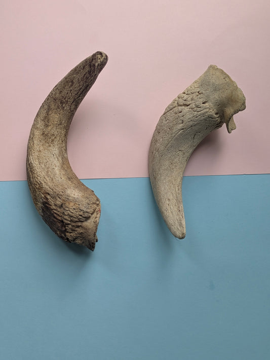 Lamb Horn Marrow