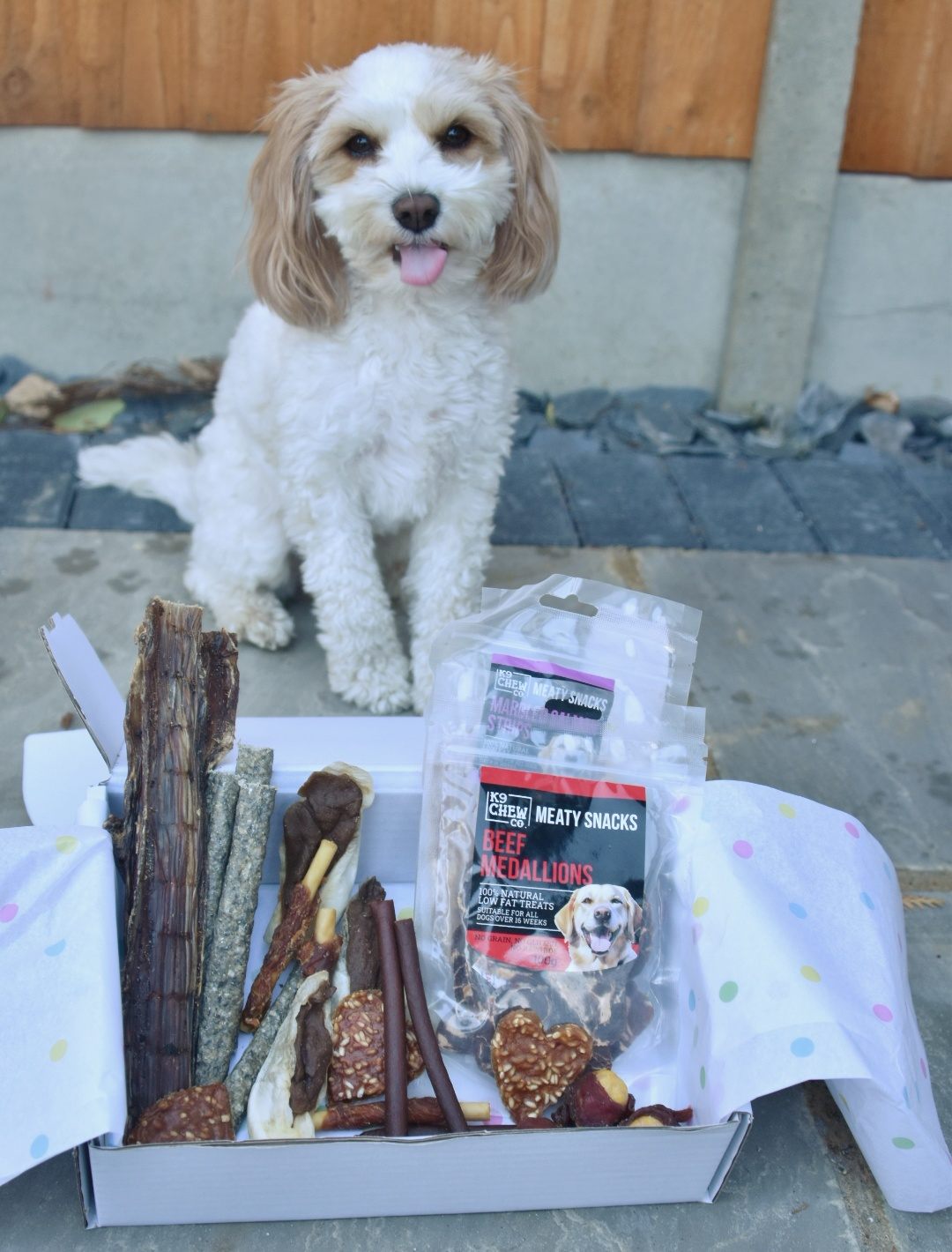 Nala, a cavapoo, sitting behind her open treat box
