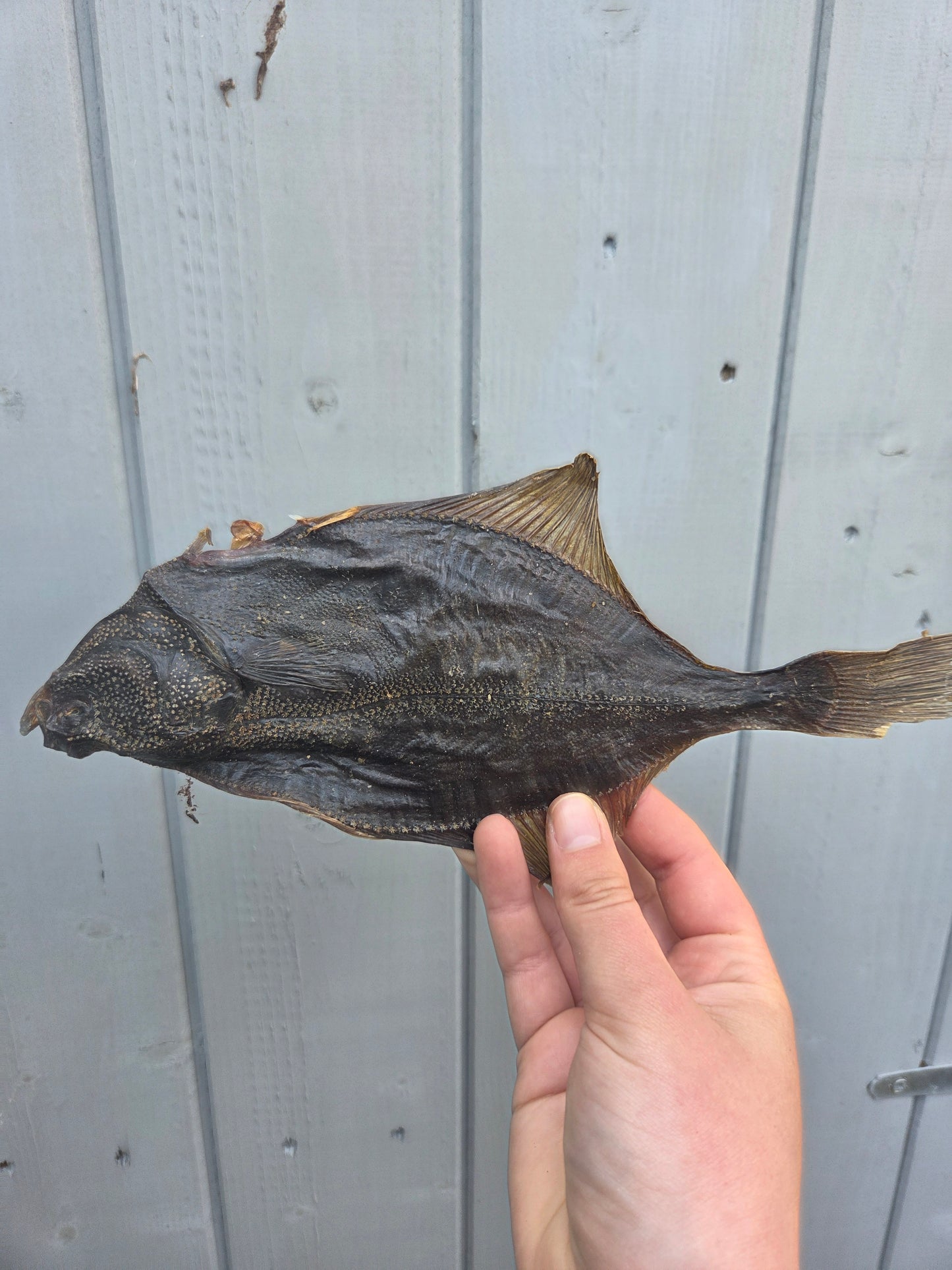 Whole Flounder Fish - Natural Dog Treat