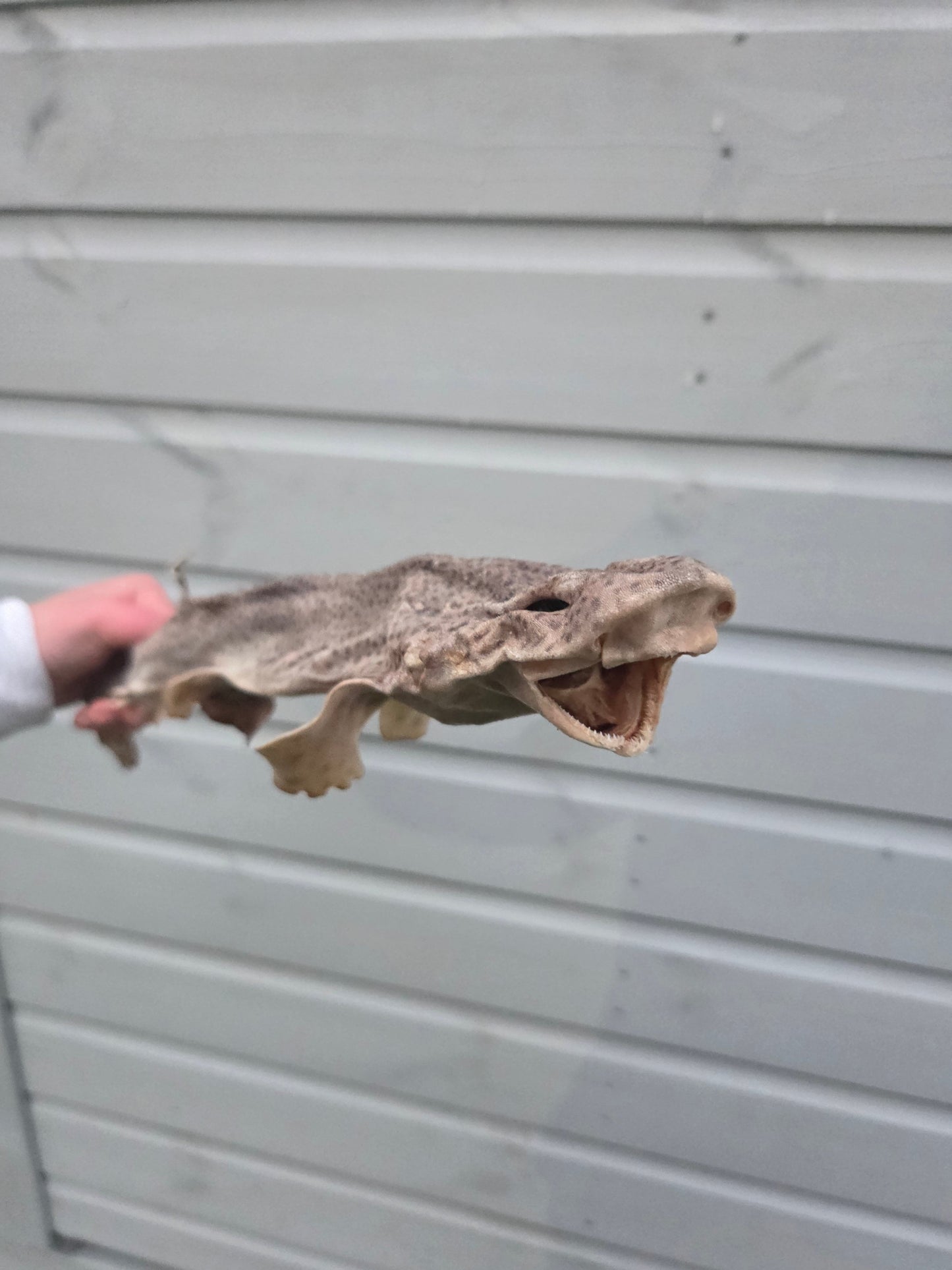 Whole Dog Fish (Shark)- Natural Dog Treat