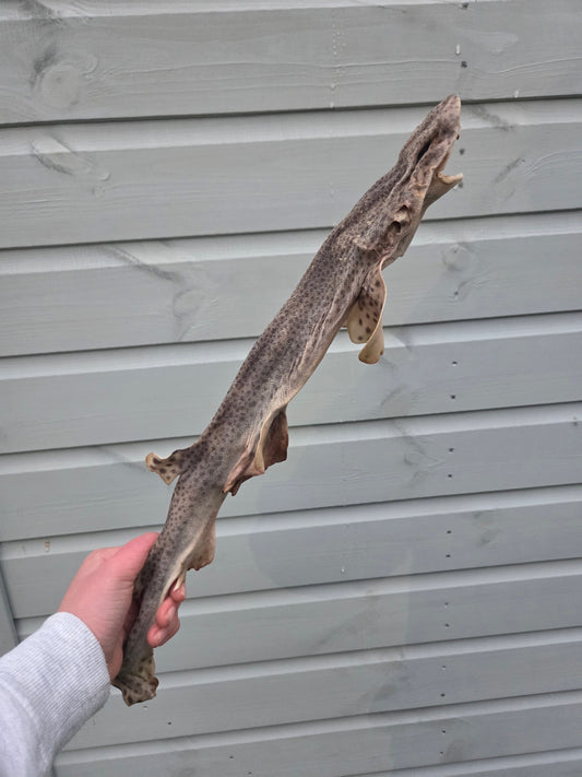 Whole Dog Fish (Shark)- Natural Dog Treat