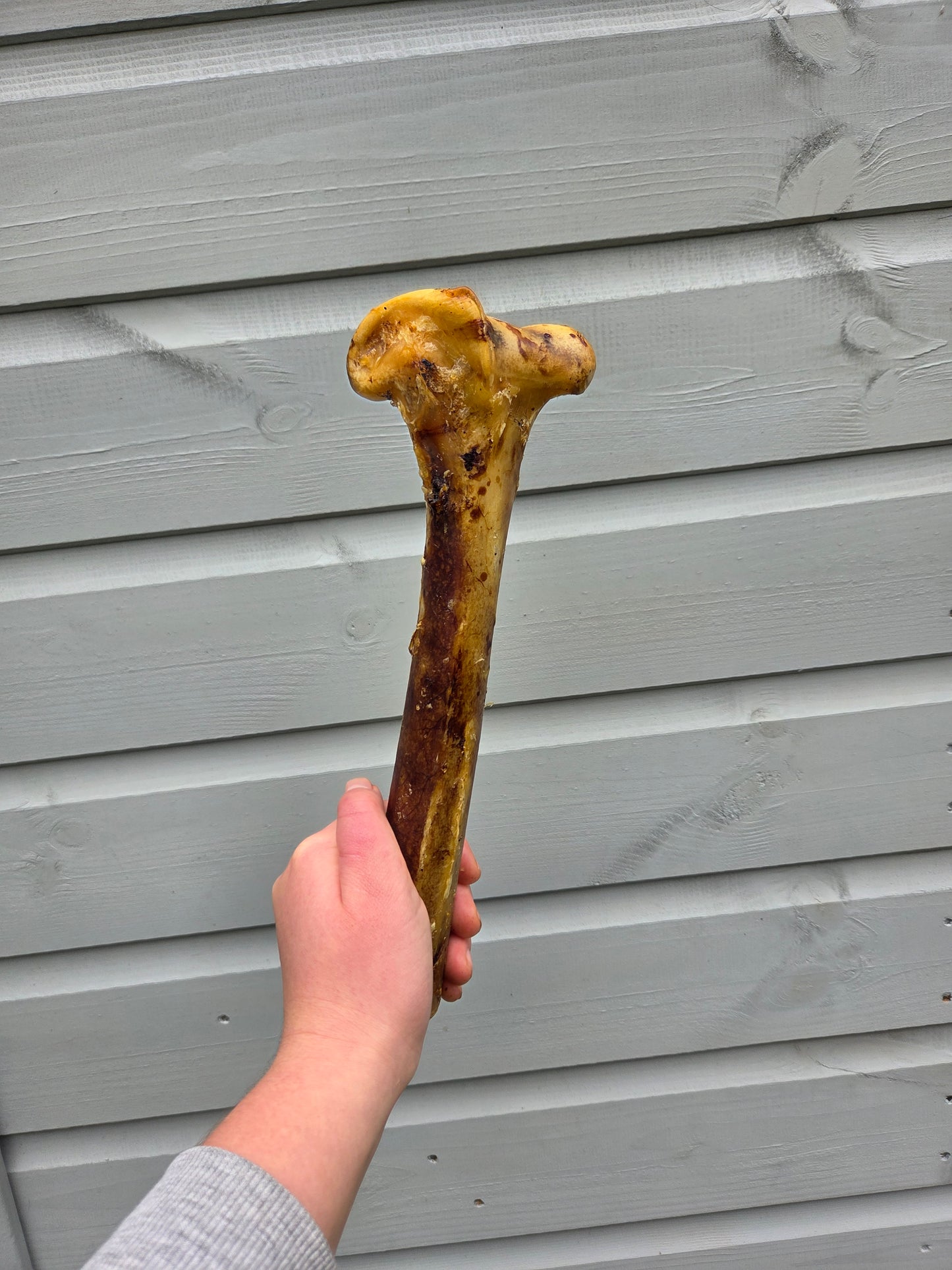 Ostrich Metatarus Bone