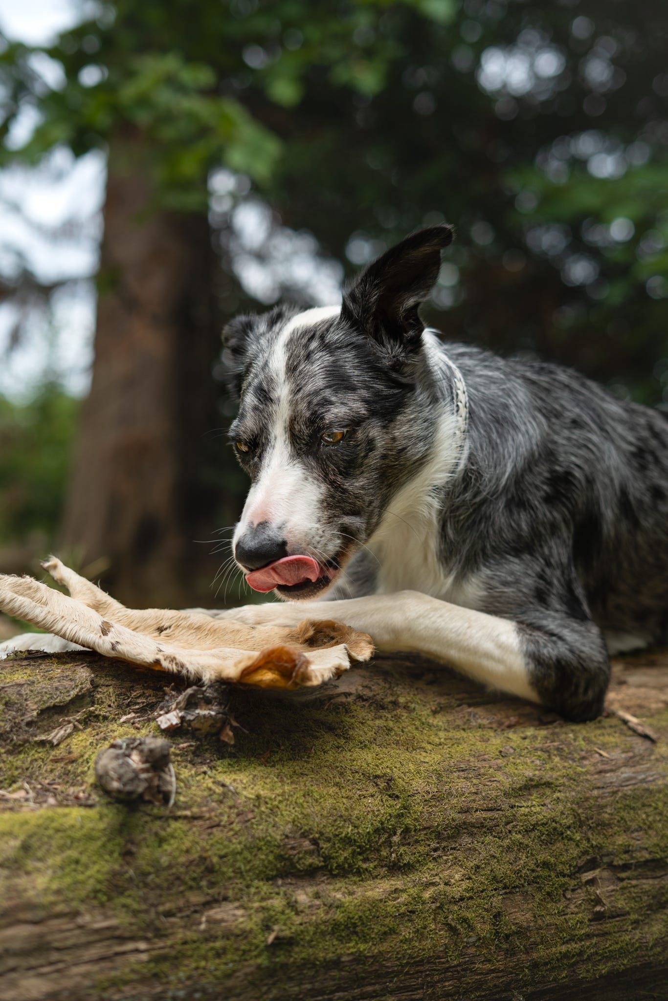 XL Beef (Bark) Skin with hair
