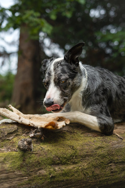 XL Beef (Bark) Skin with hair