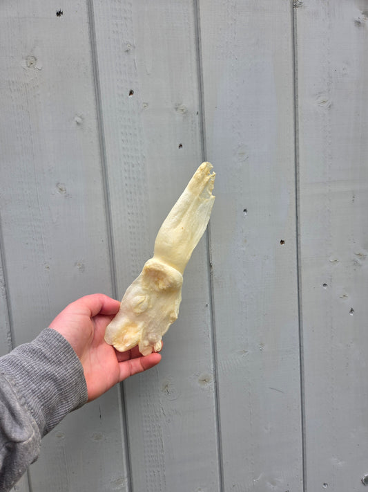 Puffed Rabbit Ears - Natural Dog Treat