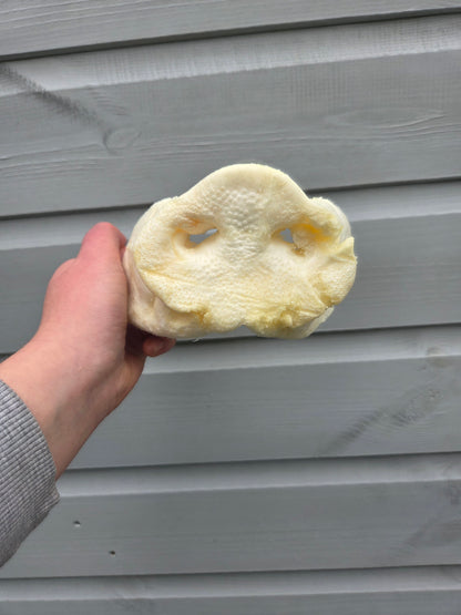 Puffed Pig Snout