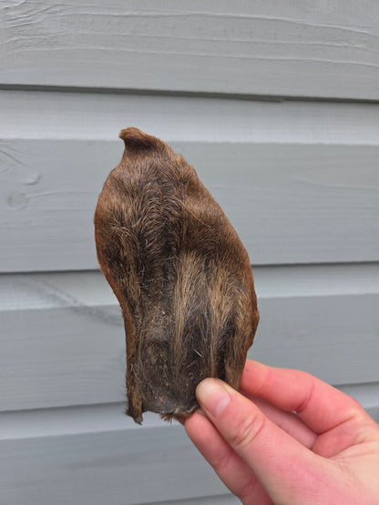 Goat Ear with Fur