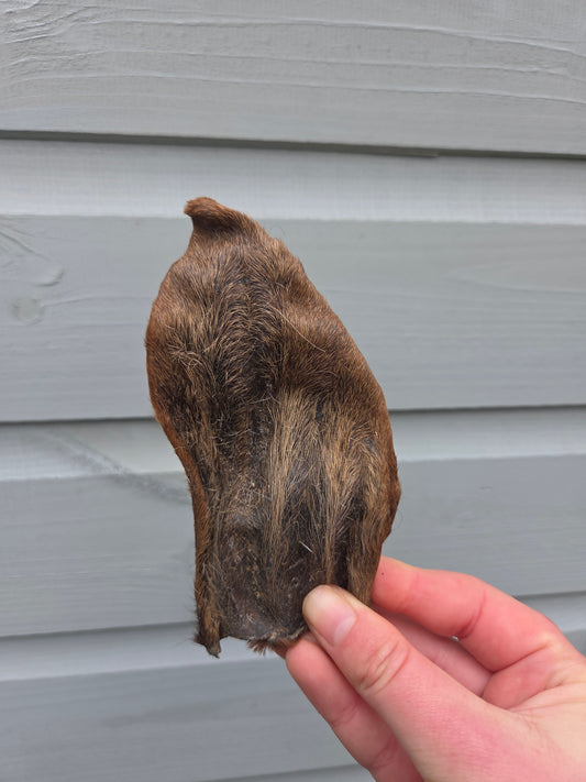 Goat Ear with Fur