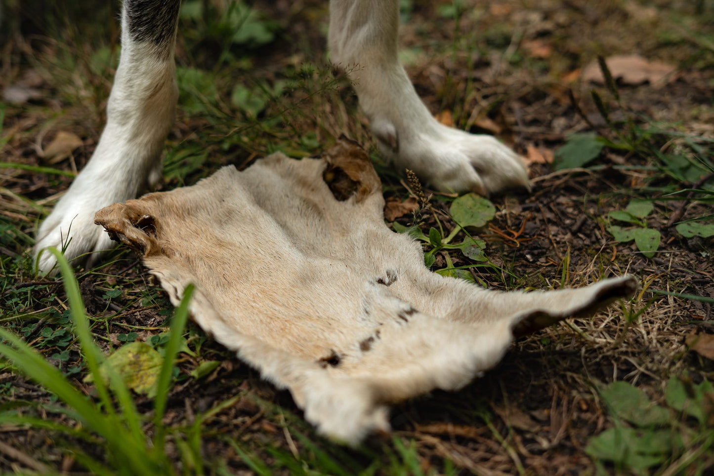 XL Beef (Bark) Skin with hair