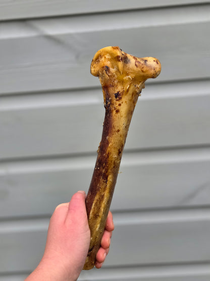 Ostrich Metatarus Bone