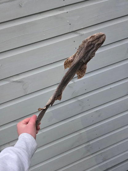 Whole Dog Fish (Shark)- Natural Dog Treat