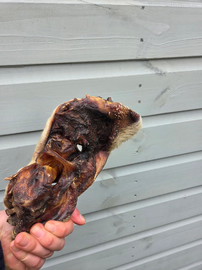 Cow Nose with Fur