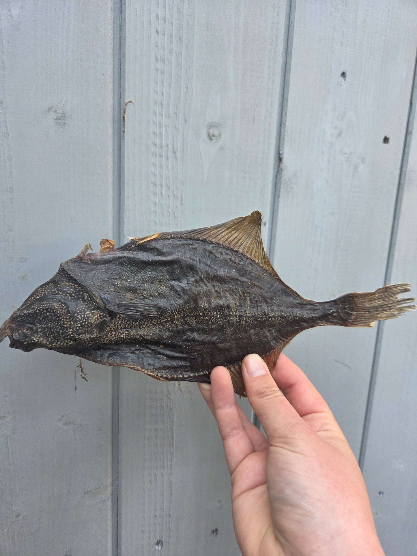 Whole Flounder Fish - Natural Dog Treat